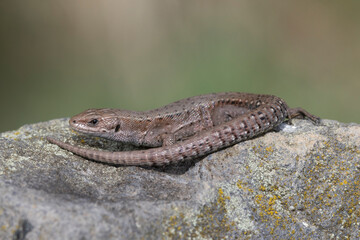 Waldeidechse (Zootoca vivipara) 
