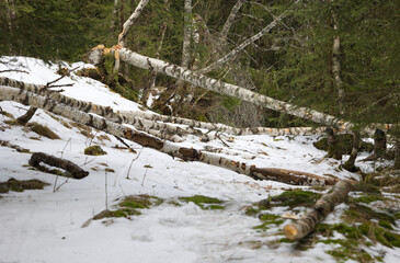 Beaver activity in the landscape.