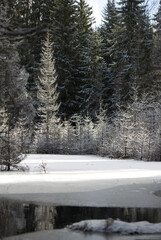 Beaver activity in the landscape.