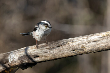 Schwanzmeise (Aegithalos caudatus)