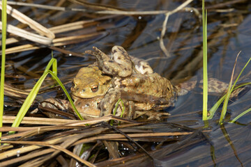 Erdkröte (Bufo bufo)