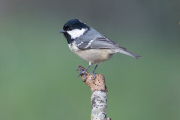 Tannenmeise (Periparus ater)