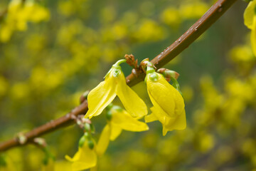 forsythia flowers