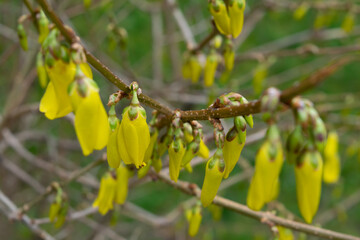 forsythia flowers