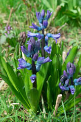 Hyacinthus orientalis, the common hyacinth