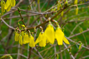 forsythia flowers
