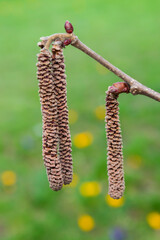 seeds on a branch