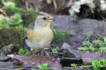Bergfink (Fringilla montifringilla)