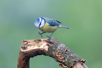 Blaumeise (Cyanistes caeruleu)