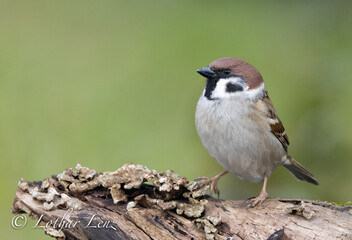 Haussperling (Passer domesticus) 