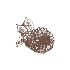 A hand-drawn sketch of  raspberry. Vintage illustration, doodle. Element for the design of labels, packaging and postcards..