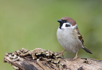 Feldsperling oder Feldspatz (Passer montanus)