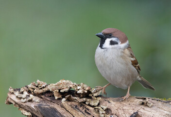 Feldsperling oder Feldspatz (Passer montanus)