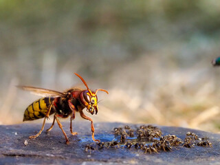 Hornisse (Vespa crabro)