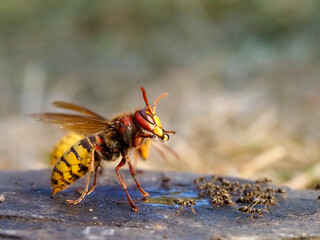 Hornisse (Vespa crabro)