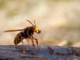 Hornisse (Vespa crabro)
