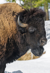 Profile of a bison