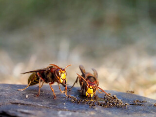 Hornisse (Vespa crabro)