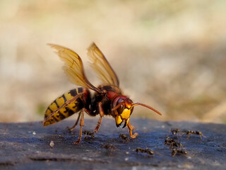 Hornisse (Vespa crabro)