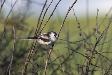 Schwanzmeise (Aegithalos caudatus)