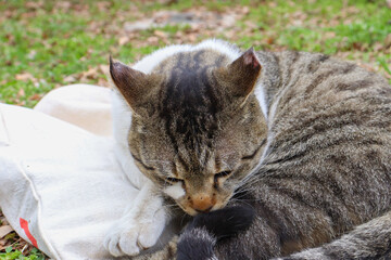 전주 한옥마을에서 만난 중성화된 길고양이