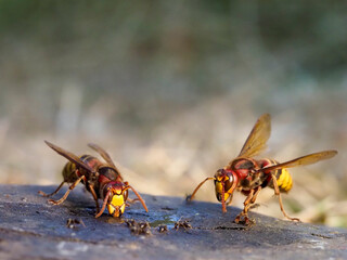 Hornisse (Vespa crabro)
