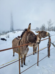 escursione invernale sul monte linzone