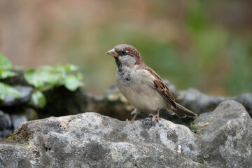 Haussperling (Passer domesticus)