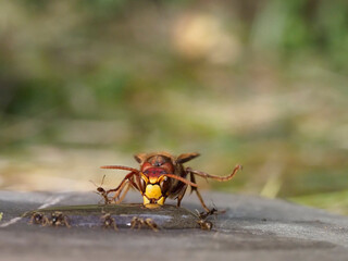 Hornisse (Vespa crabro)