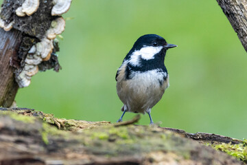Tannenmeise (Periparus ater)