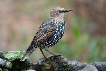 Star /Sturnus vukgaris)