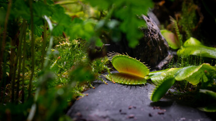 muchołówka amerykańska, rosiczka, Dionaea muscipula