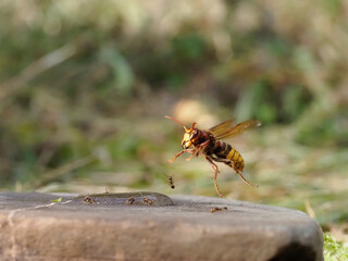 Hornisse (Vespa crabro)