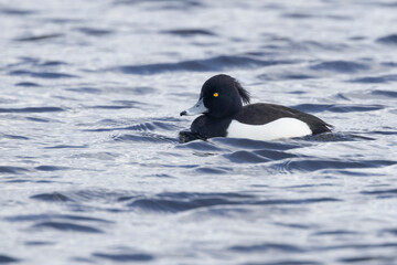 Reiherente (Aythya fuligula)
