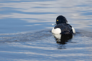 Reiherente (Aythya fuligula)
