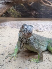 iguana