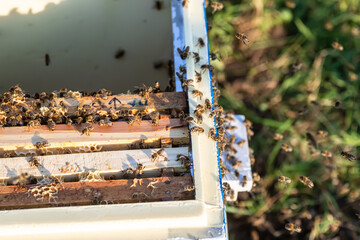 honey bees in a beehive filled with delicious honey on frames made of natural materials