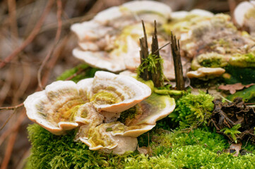 Mushrooms growing on a mossy tree stump in the forest