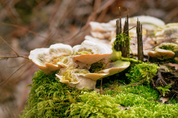 Trametes versicolor on a stump in the forest