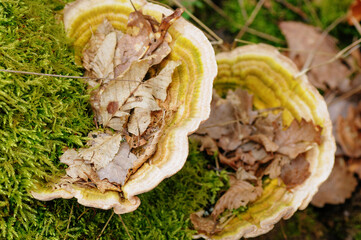 Trametes versicolor growing on the forest floor.
