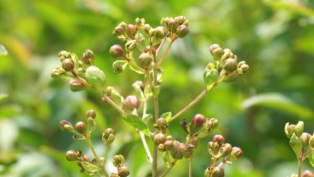 Lagerstroemia indica (Also known crape myrtle, crepe myrtle, queen crape myrtle, bungur, jarul, banaba). This plant are often planted both privately and commercially as ornamentals.