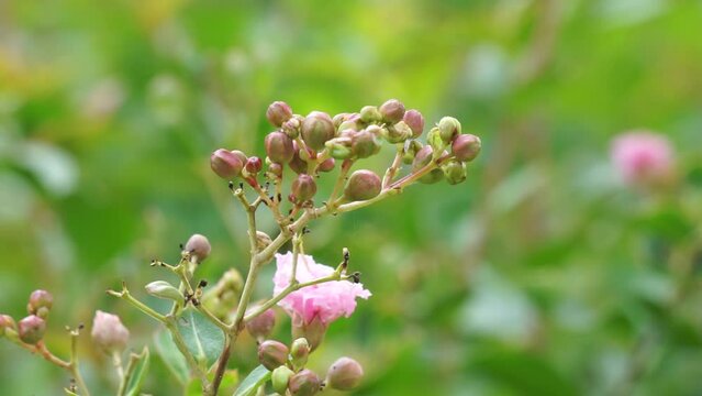 Lagerstroemia indica (Also known crape myrtle, crepe myrtle, queen crape myrtle, bungur, jarul, banaba). This plant are often planted both privately and commercially as ornamentals.