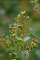 Lagerstroemia indica (Also known crape myrtle, crepe myrtle, queen crape myrtle, bungur, jarul, banaba). This plant are often planted both privately and commercially as ornamentals.