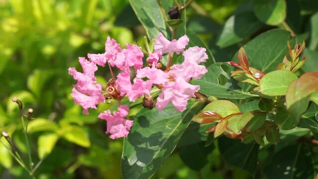 Lagerstroemia indica (Also known crape myrtle, crepe myrtle, queen crape myrtle, bungur, jarul, banaba). This plant are often planted both privately and commercially as ornamentals.