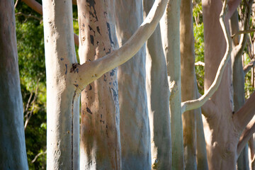Bark of a Eucalyptus Tree