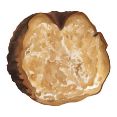 Half Cut Truffle Isolated Hand Drawn Painting Illustration