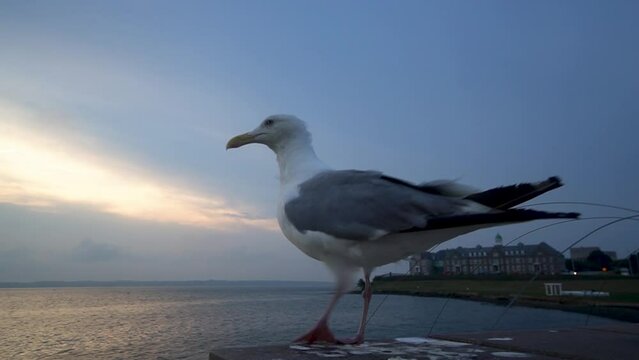 Flying seagull