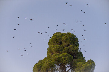 Starlings in flight: a symphony of movement and freedom on a cloudless day