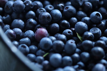 Lots of blueberries in the frame. A bunch of blueberries on the whole screen.