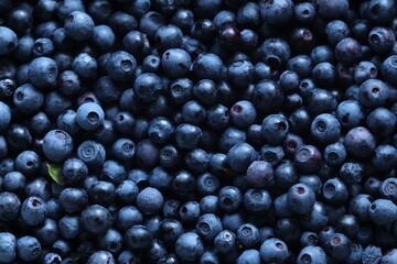 Lots of blueberries in the frame. A bunch of blueberries on the whole screen.